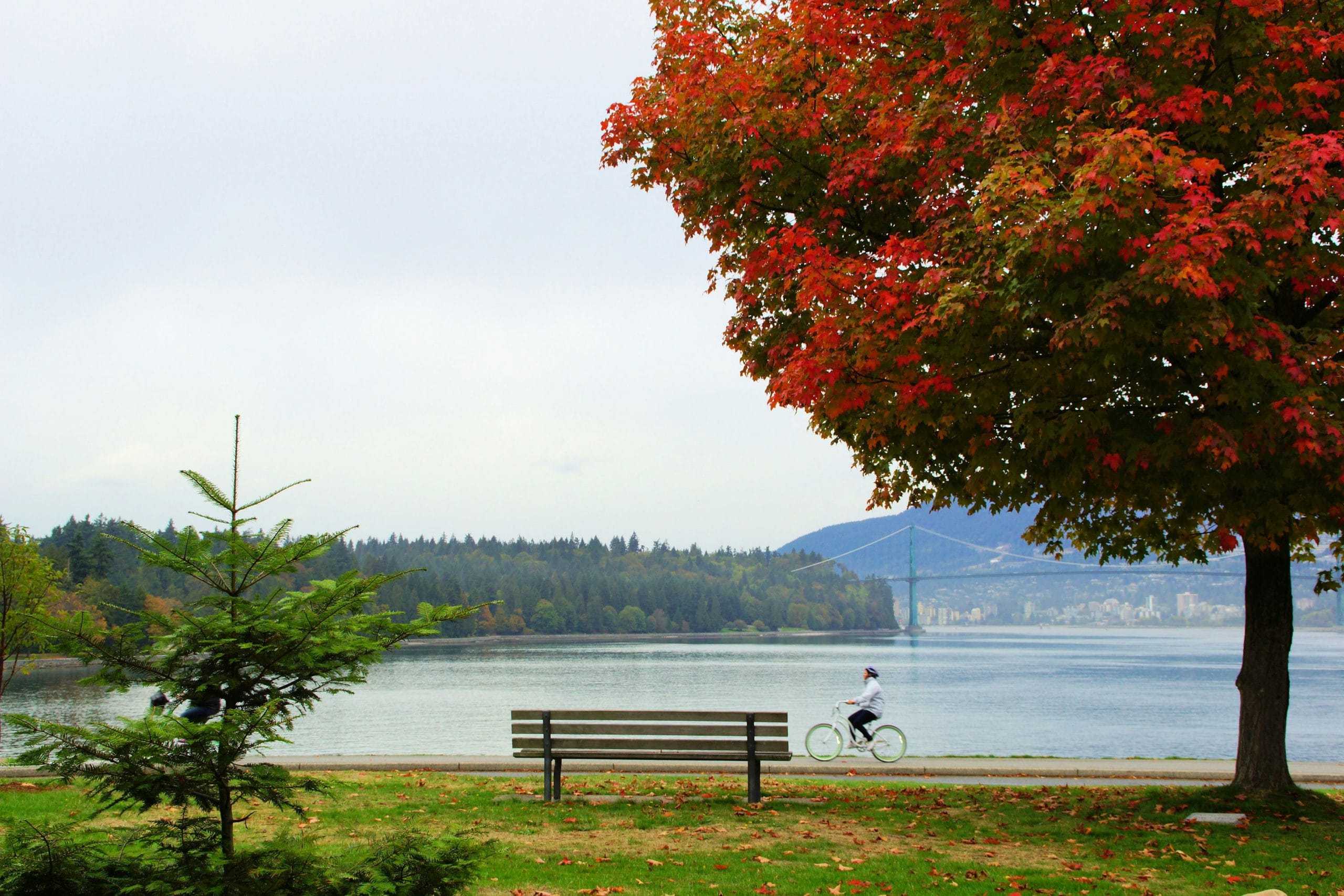 Cyclist riding the Stanley Park seawall past a park bench, with fall maple leaves and Lions Gate Bridge in the background — one of the best free things to do in Vancouver